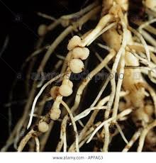 root nodules.jpg