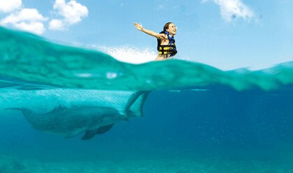 puerto aventuras dolphins.jpg