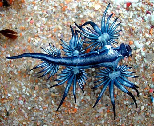 glaucus-atlanticus