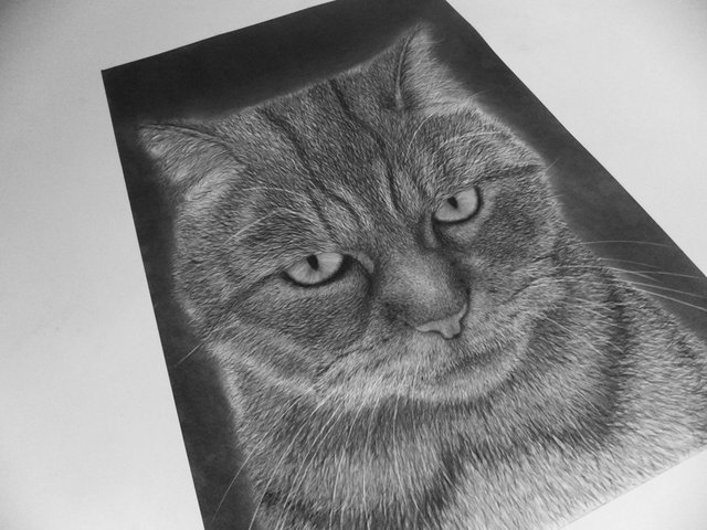 Angry Cat Charcoal Drawing 9598289 Vector Art at Vecteezy