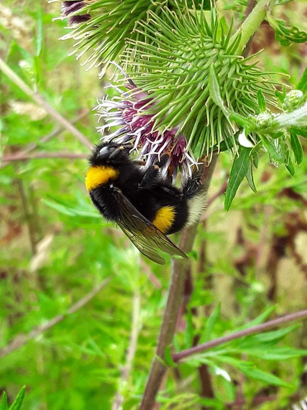 Soaked Rullesten sfærisk A bumblebee on a thistle flower...Eine Hummel auf einer Distelblume..  English/ Deutsch with 10 Macro Pictures — Steemit
