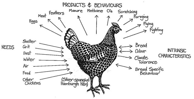 permaculture-chicken-permaculture-zone.jpg