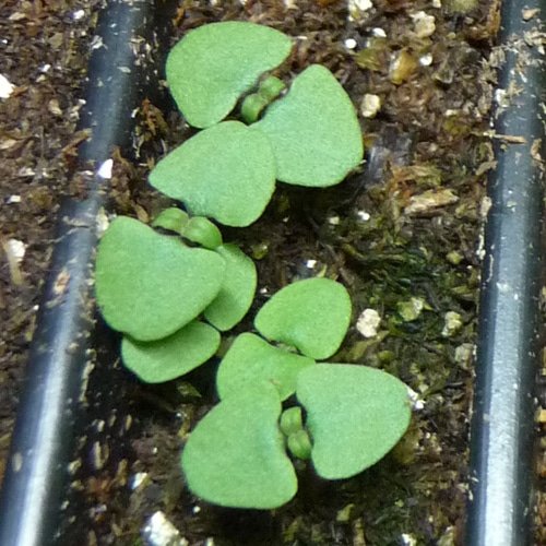 basil seedlings.jpg