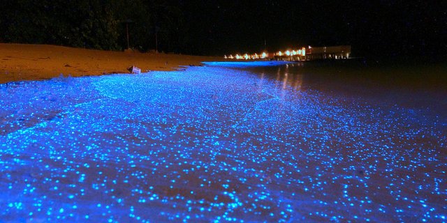 holbox-bioluminecent-tides.jpg