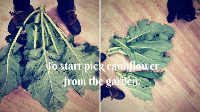 To_start_pick_cauliflower_from_the_garden.jpg