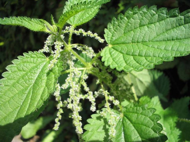 Urtica_dioica_(Blüten).jpg