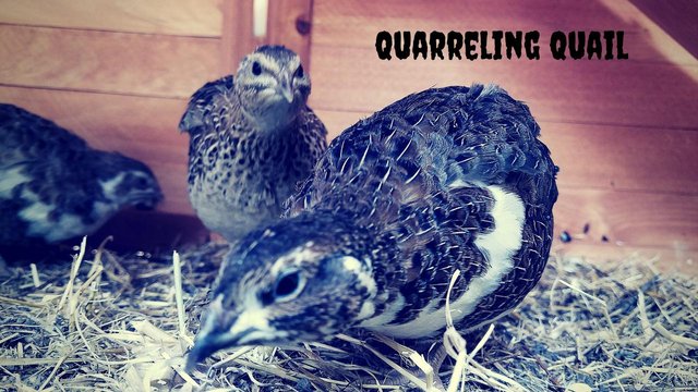 Quarreling_Quail.jpg