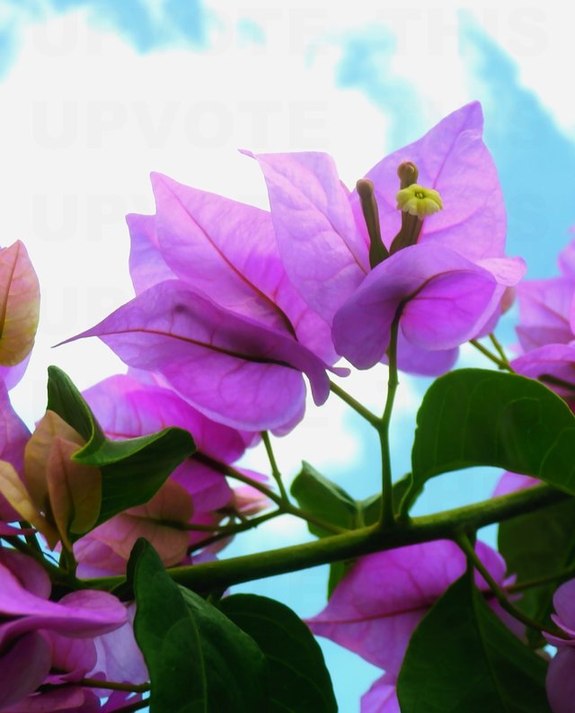 Bougainvillea Sky