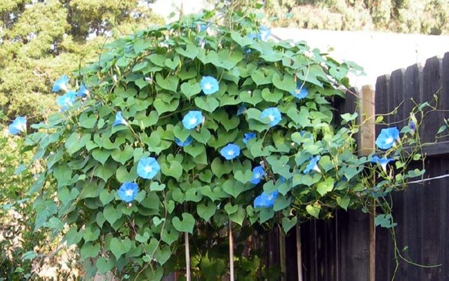 Welcome To My Garden 5 Good Morning Morning Glory Steemit - 