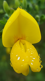 water_droplets_on_a_flower.png