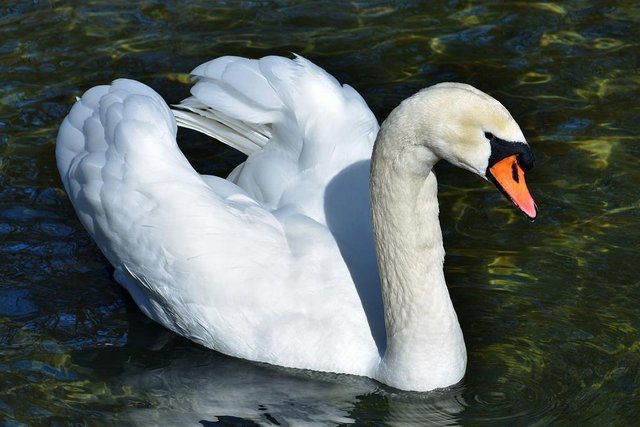 swan-3347824_1280.jpg