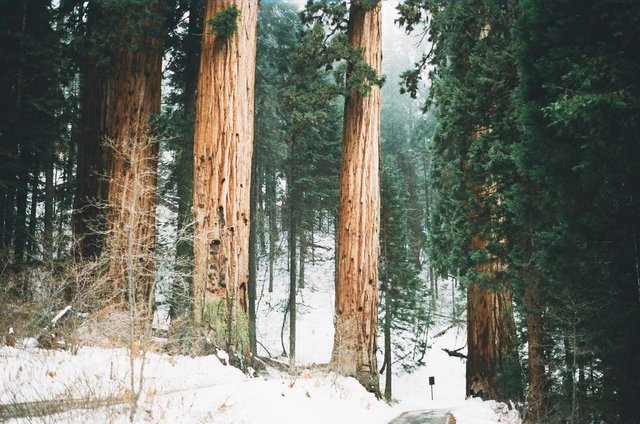 snow-forest-trees-winter.jpg