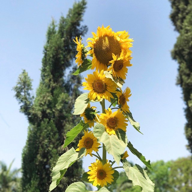 Sunflowers