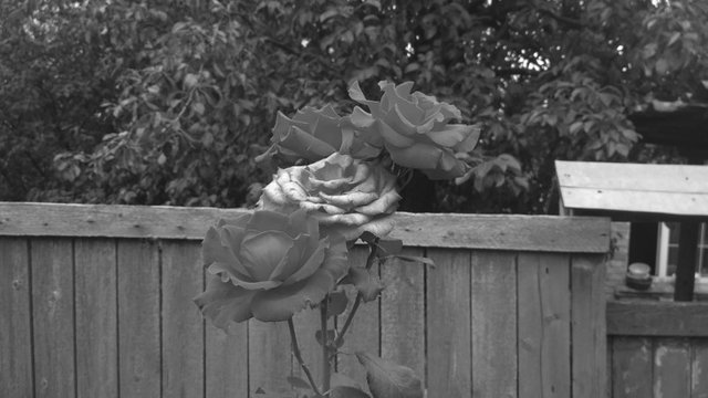 B&W Rose