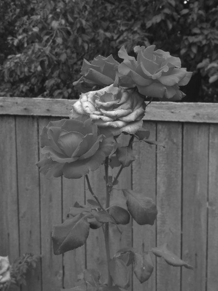 B&W Rose 2