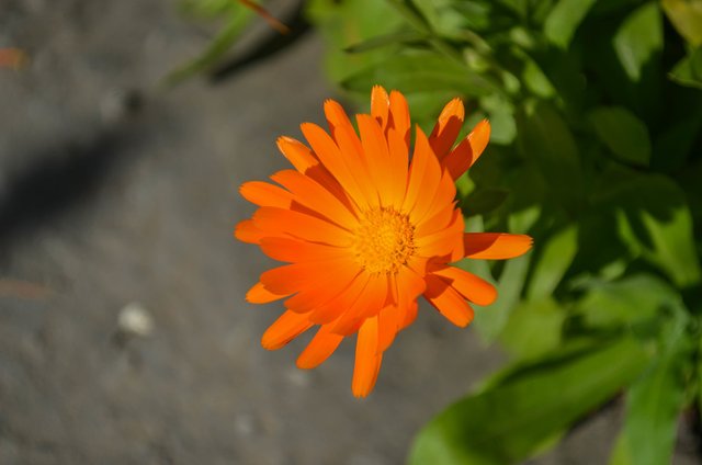 Bright flower - Calendula (Photos @lyubovbar). — Steemit