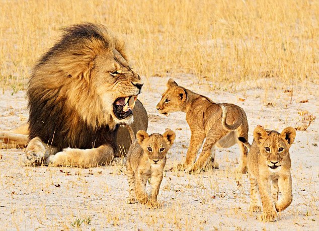brothers in blood the lions of sabi sand netflix