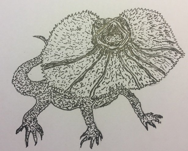 australian frilled lizard drawings