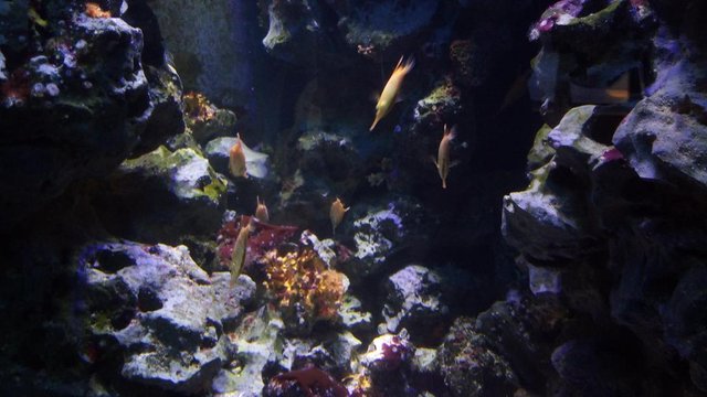 I travel the world #417: Finding Nemo @ the Aquarium Berlin — Steemit