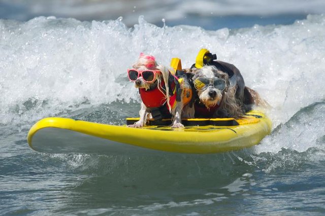 Prince Dudeman (R) and Flofy ride a wave together as they compete at the 14th annual Helen Woodward Animal Center Surf-A-Thon, where more than 70 dogs competed in five different weight classes for 'Top Surf Dog 2019' in Del Mar, California. REUTERS/Mike Blake