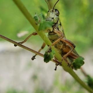 grasshopper1-01-01-01.jpg