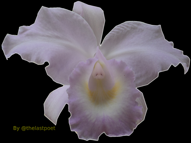 orchid_bacgraun_black