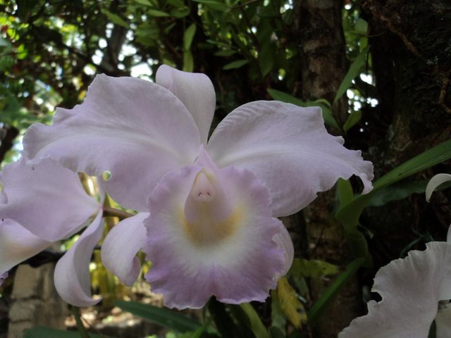 Orchid_work