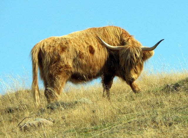 Highland cattle on the Kulla Peninsula, Sweden