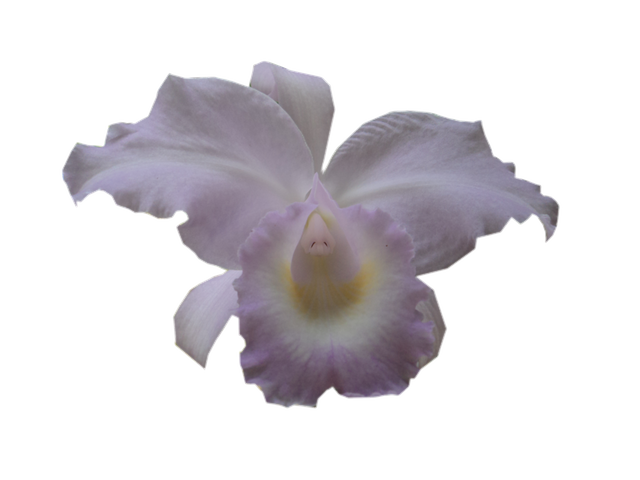 orchid2