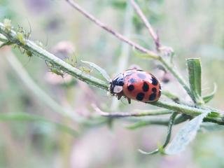 ladybug3.jpg