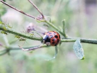 ladybug4.jpg