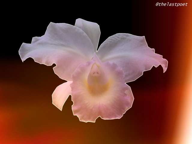 orchid_beautiful