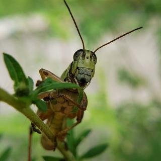 grasshopper6-01.jpg
