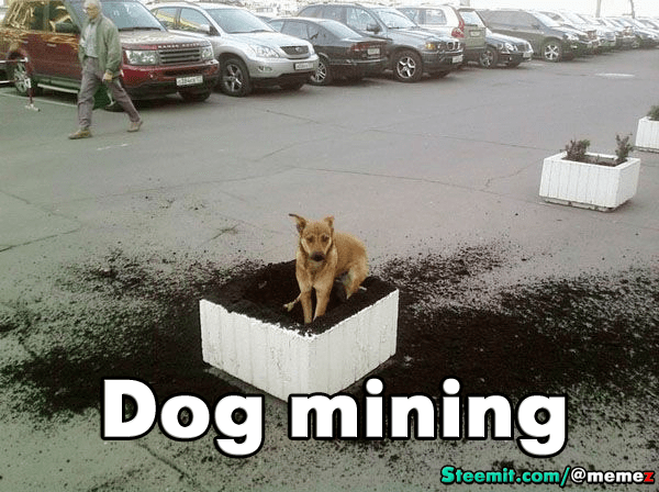 dog mining