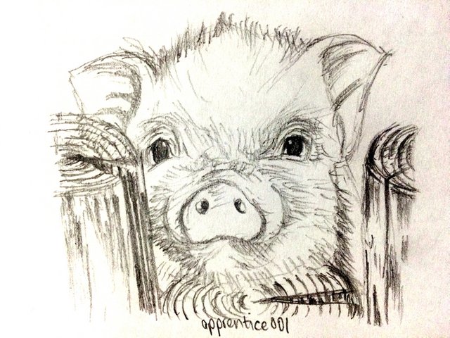 Cute Pig Directed Drawing Art Project by From the Pond | TPT