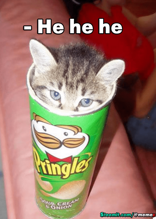 kitten pringles