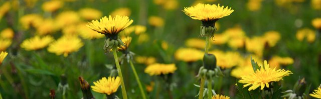 Dandelion