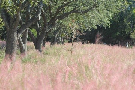 Sweetgrass Repels Mosquitoes