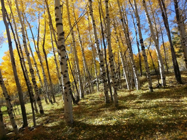 Aspen Trees 4