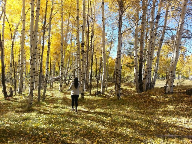 Aspen Trees 2