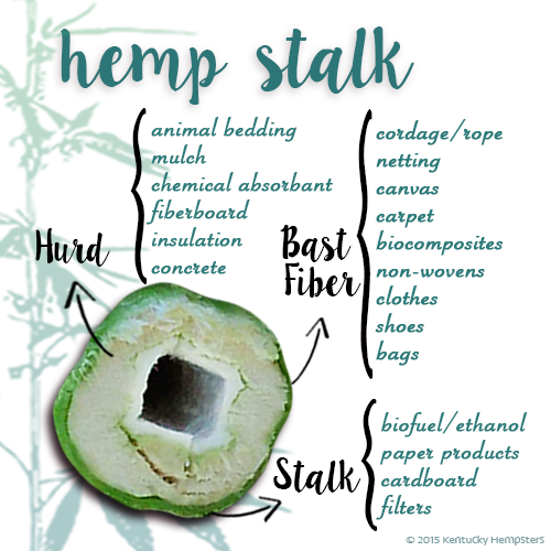 hemp stalk.png