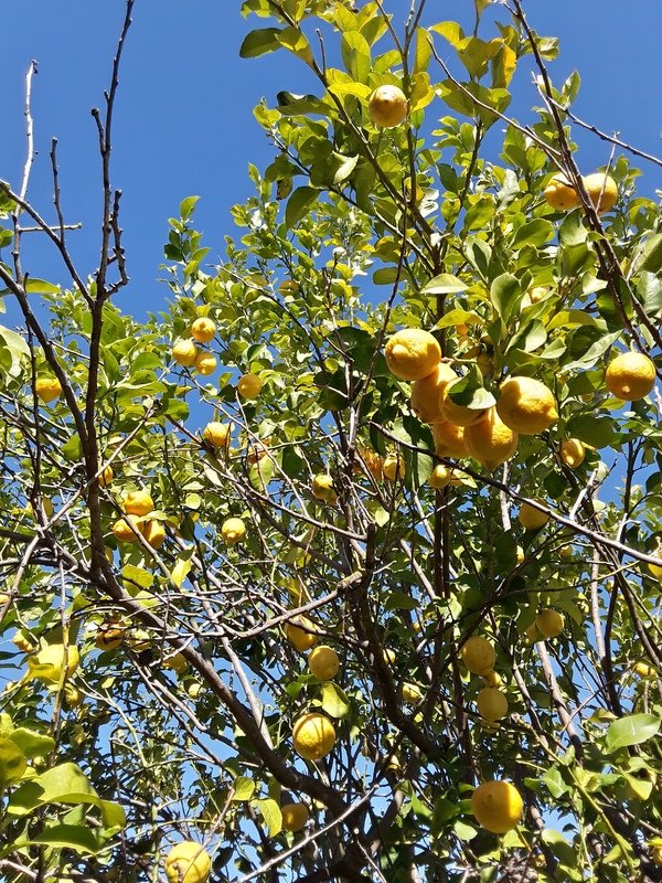 The Sicilian Lemon - Times of Sicily