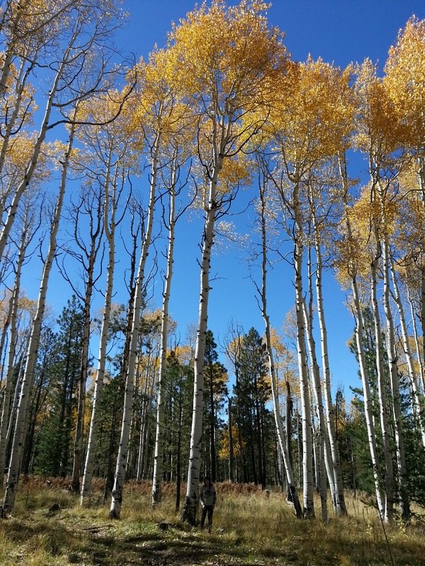 Aspen Trees 5