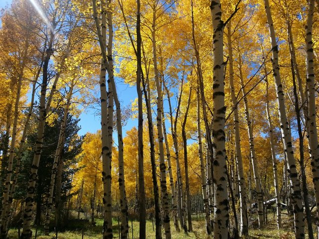 Aspen Trees 3