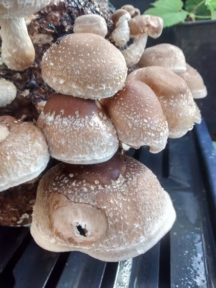 Shiitake mushrooms fruiting 2.jpg