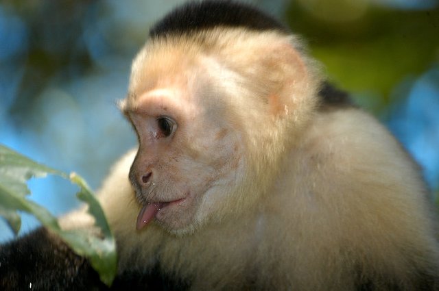 costa-rica-monkey.jpg
