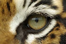 Eyes on the Tiger