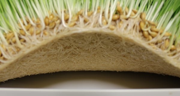 microgreen sprouting mat.jpg