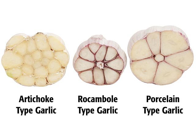 garlic types.jpg