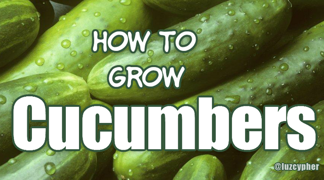 how to grow cucumbers.png